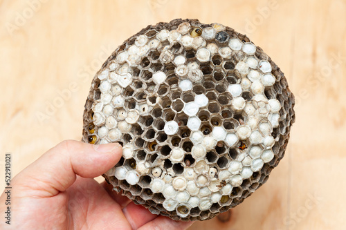 Hand holding comb with larvae of wasps known as Asian Giant Hornet or Japanese Giant Hornet on wooden background in top view photo