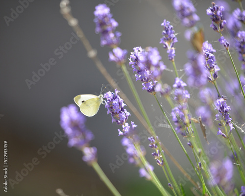 papillon beige sur une fleur de lavande photo