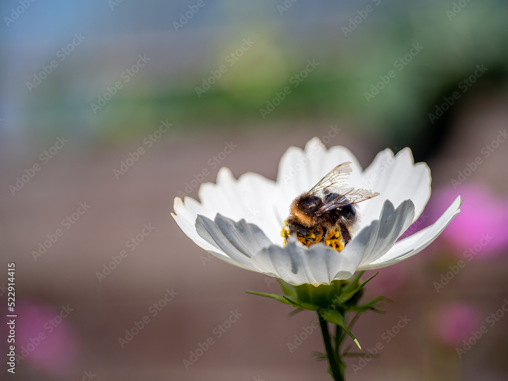 White garden flower with bokeh background White garden flower with bokeh background