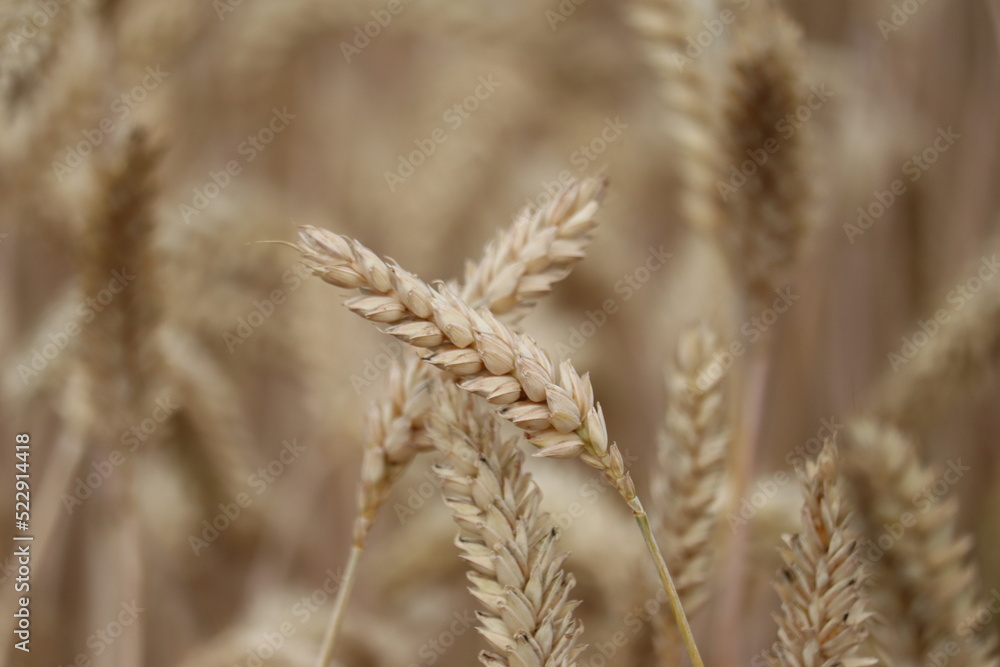 ears of wheat on a field ears of wheat on a field