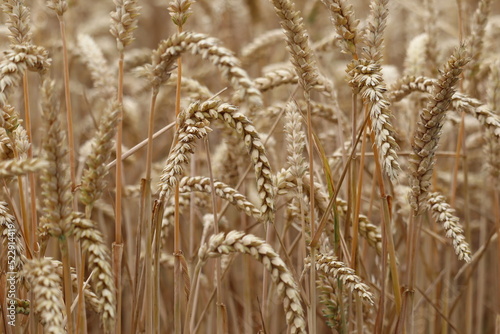 wheat field in summer