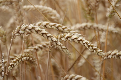ears of wheat on a field in close up