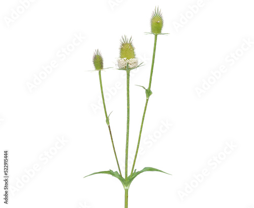 Wild teasel plant with flower head isolated on white, Dipsacus fullonum photo