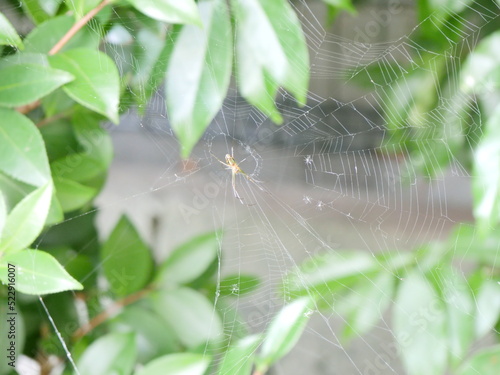 蜘蛛の巣と中心にいる蜘蛛