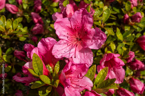 Japanese azalea