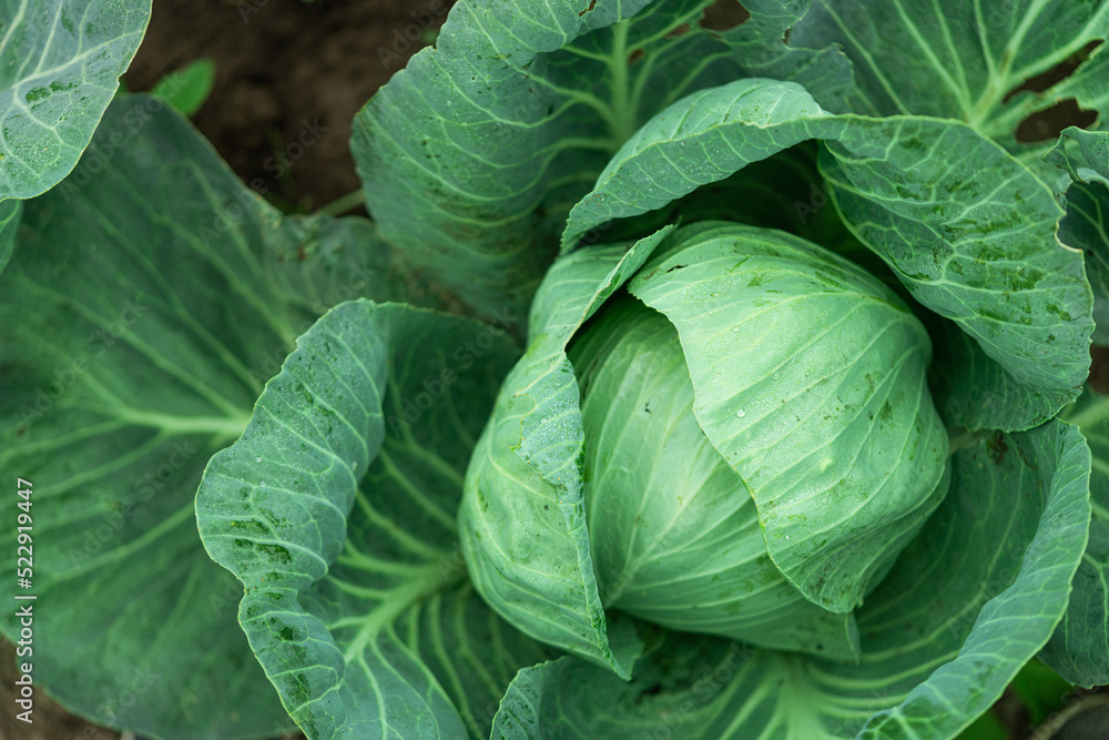 Closeup of texture fresh cabbage  in a garden.