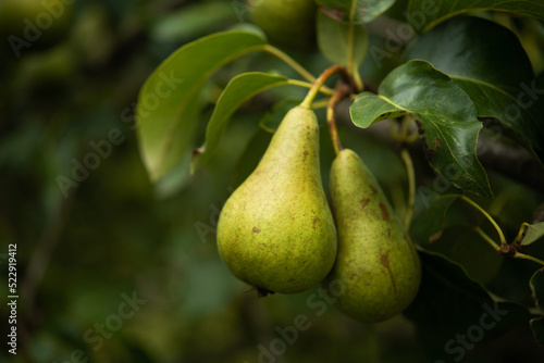 Closeup of pear tree in a farm garden.