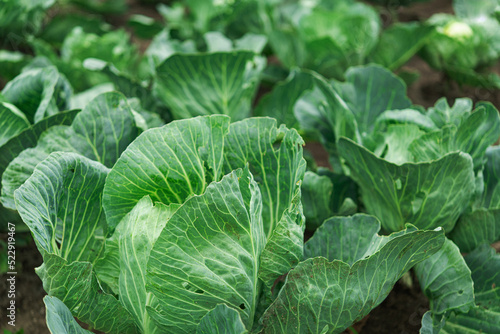 Closeup of texture fresh cabbage in a garden.