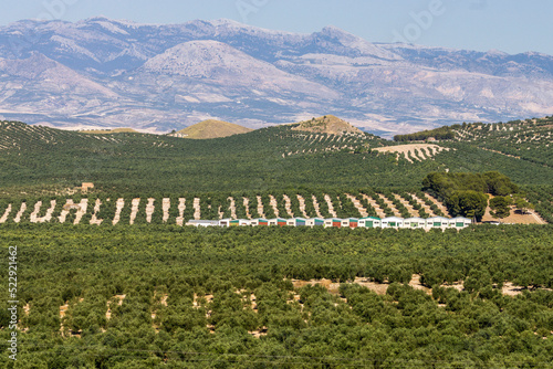 olivares de la loma de Ubeda, Jaen, Andalucia, spain, europe photo