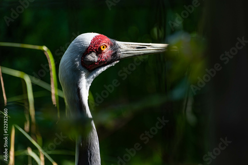 close up of a crane