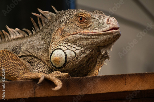portrait of iguana