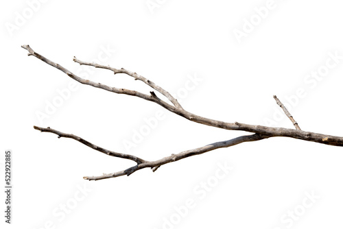 Fotografija Dry branches, white background, png