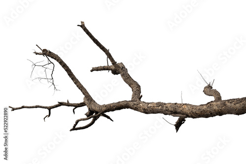 Dry branches, white background, png