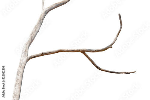 Dry branches, white background, png