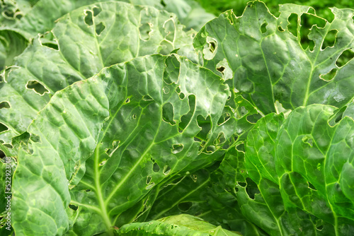 cabbage leaves spoiled by insects. cabbage cultivation and insect control concept