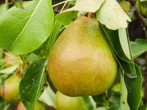 Pears on tree in fruit garden. Fresh organic pears on tree branch