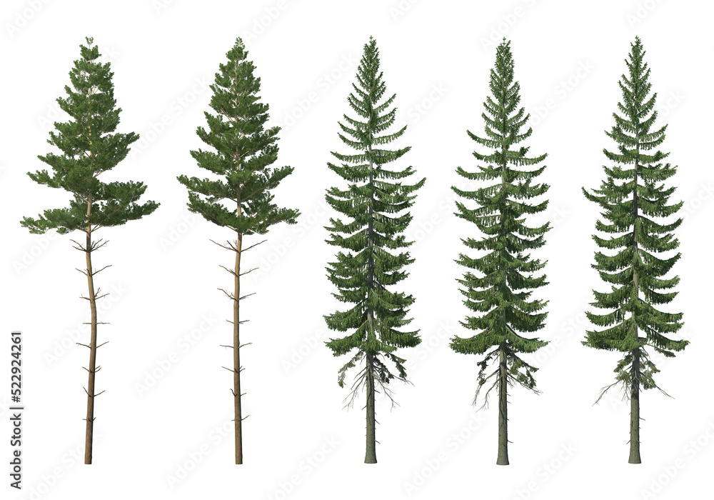 Obraz premium Many kinds of pine on a transparent background.