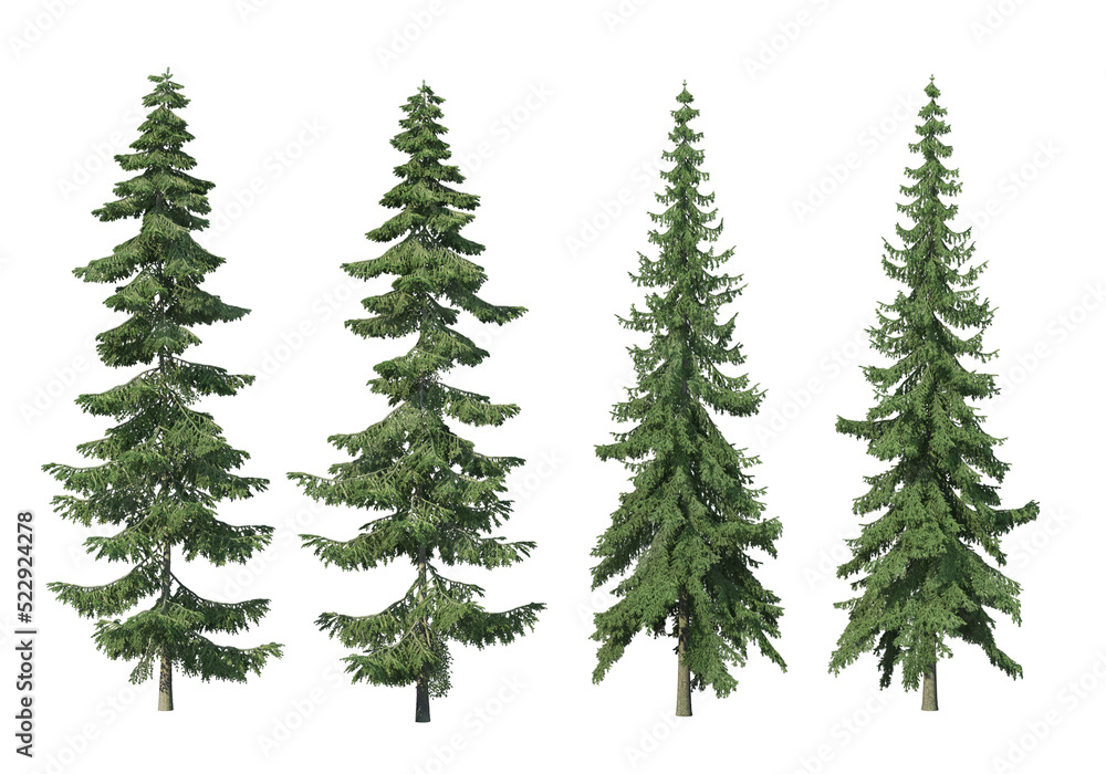 Many kinds of pine on a transparent background. Many kinds of pine on a transparent background.