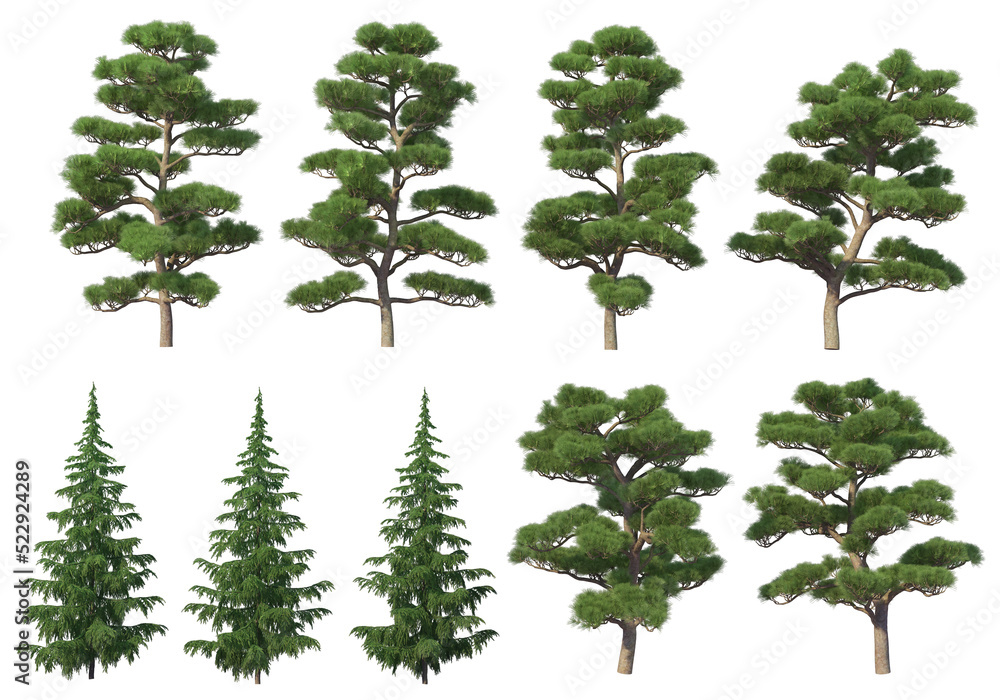 Fototapeta premium Many kinds of pine on a transparent background.
