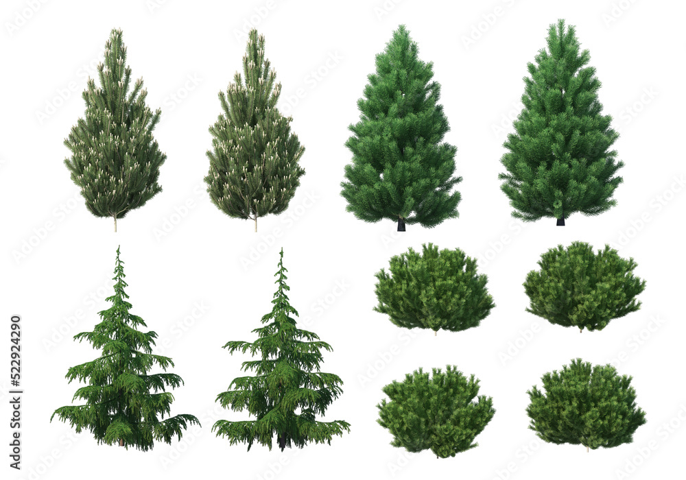 Many kinds of pine on a transparent background. Many kinds of pine on a transparent background.