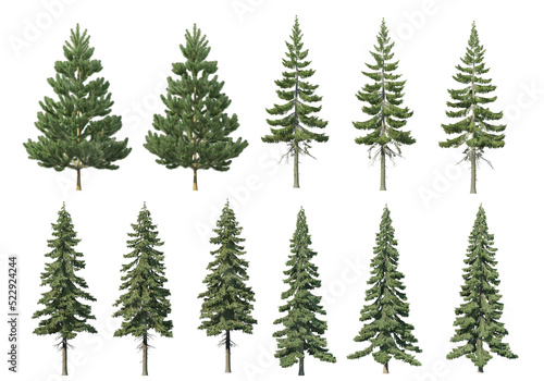 Many kinds of pine on a transparent background. © jomphon