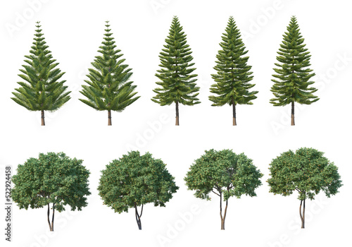 Many kinds of pine on a transparent background. photo