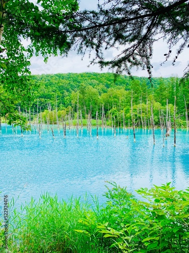 北海道　白金青い池