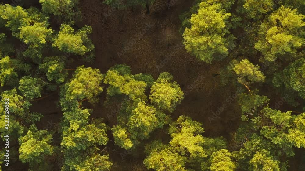 Drone Flight Above Spring Misty Green Pine Coniferous Forest. Aerial View Of Green Pine Coniferous Forest In Landscape During Sunset In Spring. Top View From Attitude. Sunshine Above Forest. Drone Flight Above Spring Misty Green Pine Coniferous Forest. Aerial View Of Green Pine Coniferous Forest In Landscape During Sunset In Spring. Top View From Attitude. Sunshine Above Forest.