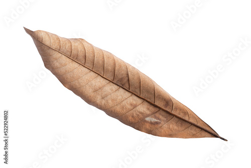 dry leaves isolated on transparent background Tropical dry leaves  png