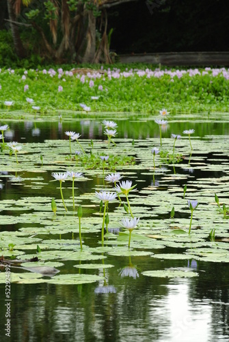 water lily in the pond