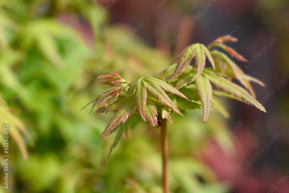 Katsura Japanese Maple Katsura Japanese Maple