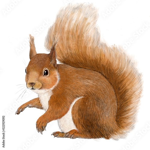 Red Squirrel
