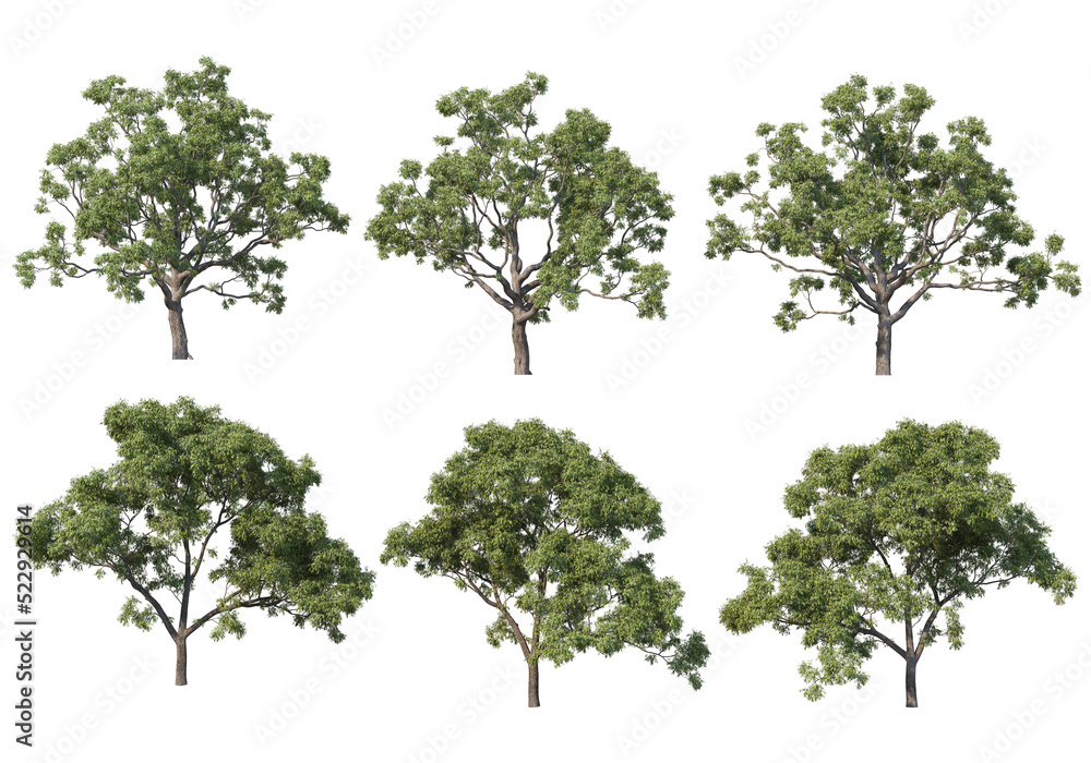 Tree on a transparent background
Tree on a transparent background