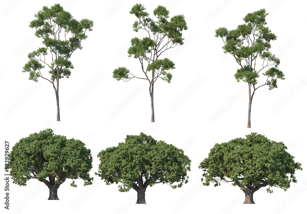 Tree on a transparent background
Tree on a transparent background