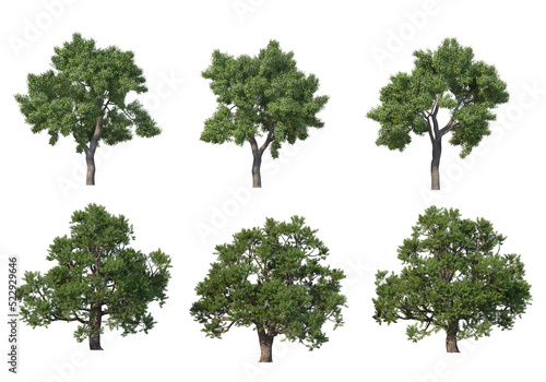 Tree on a transparent background 