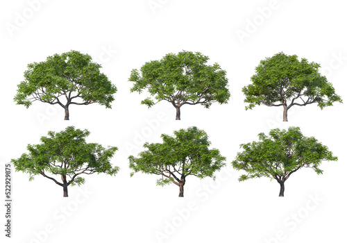 Tree on a transparent background