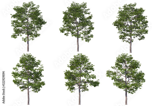 Tree on a transparent background