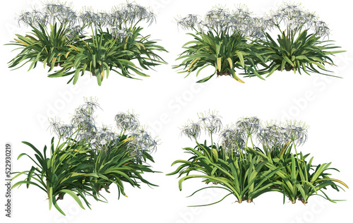 Shrubs and plants on a transparent background