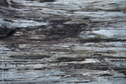 Wood texture . Natural barn wood floor. wall texture background pattern. Wood  boards are very old with a beautiful rustic look