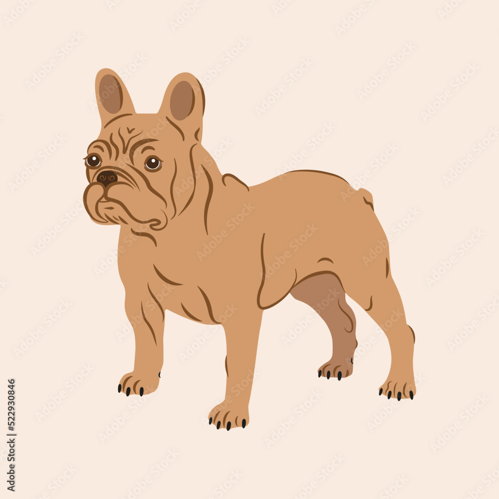 Fototapeta premium illustration of a french bulldog