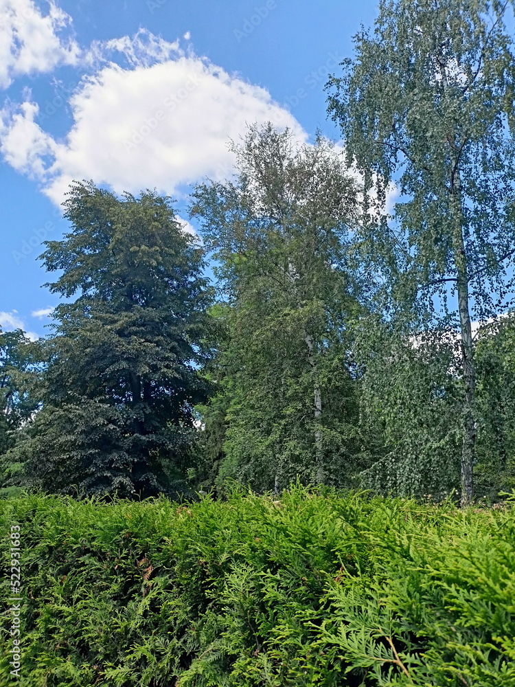 Fototapeta premium A natural landscape of dense summer greenery against the background of tall birches whose tops reach the clouds in the blue sky.