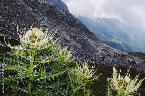 Spiniest Thistle (Cirsium spinosissimum) in the Alps. photo