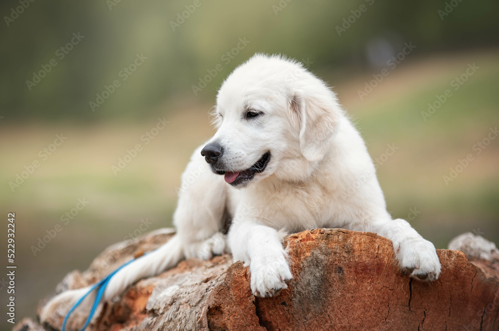 golden retriever puppy golden retriever puppy