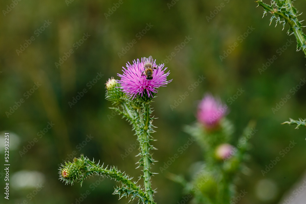Thistle is prickly , or acantholist ( lat. Cárduus acanthoídes ), is a herbaceous plant, a species of the genus Thistle ( Carduus ) Thistle is prickly , or acantholist ( lat. Cárduus acanthoídes ), is a herbaceous plant, a species of the genus Thistle ( Carduus )