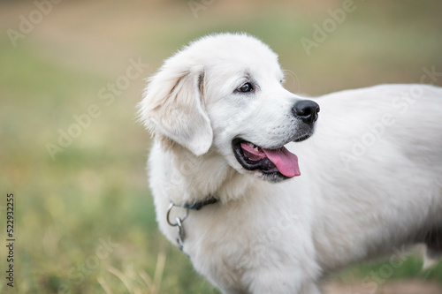 golden retriever puppy