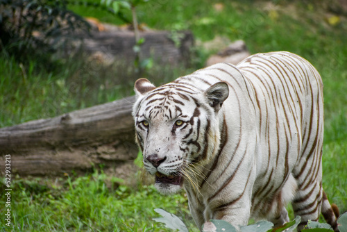 Close up image of Endangered Beautiful White Bengal Tiger  Panthera tigris tigris  in Captivity   at Zoo.