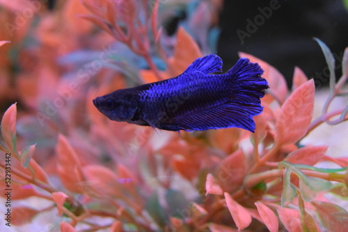 Schilderij op canvas Blue fish in fishbowl