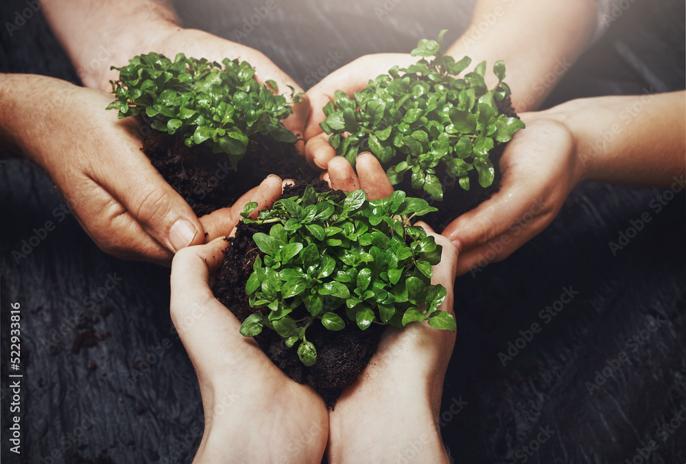 Plants and soil in the hands of a group of people for green business, growth and sustainability from above. Budding and growing from the earth or dirt, a symbol of recycling, care and conservation