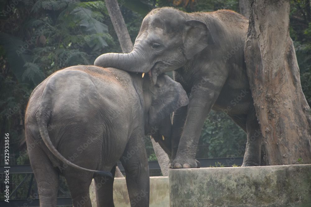 Closeup of  cute elephants couple holding each other with the trunks at Zoological Garden, Alipore Zoo