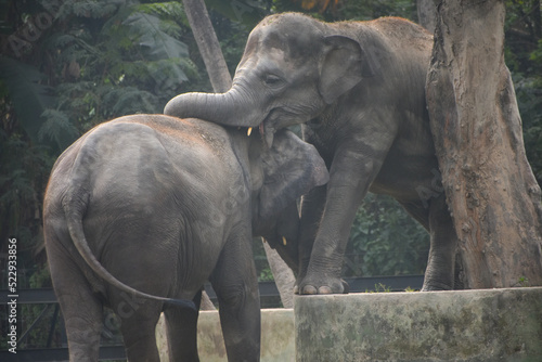 Closeup of  cute elephants couple holding each other with the trunks at Zoological Garden  Alipore Zoo